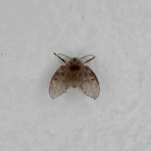 Clogmia albipunctata